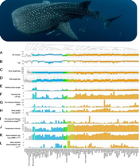 Unist Reveals The Whole Genome Sequences Of Whale Sharksunist News
