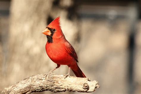 Image cardinal-9 : Cardinal Portrait Free Stock Photo - Public Domain Pictures