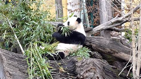 Vienna Zoo Panda Bear Eating Delicious Bamboo Youtube