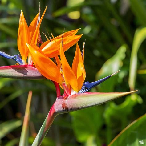 Bird Of Paradise — Green Acres Nursery And Supply