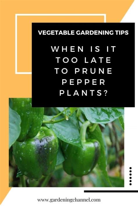When Is It Too Late To Prune Pepper Plants Gardening Channel