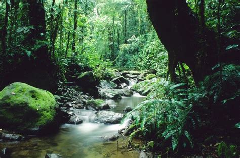 Rainforest Between Panama And Columbia Turismo