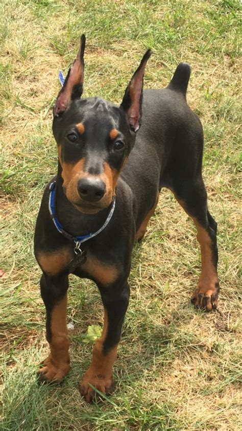 Doberman Doberman Puppy Dogs Doberman Dogs Doberman Puppy