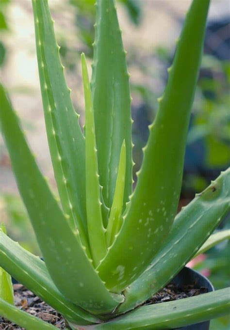 Aloe Vera Botanical Name Facts Types Benefits And Maintains