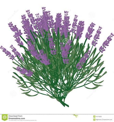 Lavender clipart lavender bush, Lavender lavender bush ...