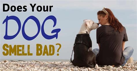 Why My Dog Smells Bad And How To Deal With Dogs Bad Smell Best Vet