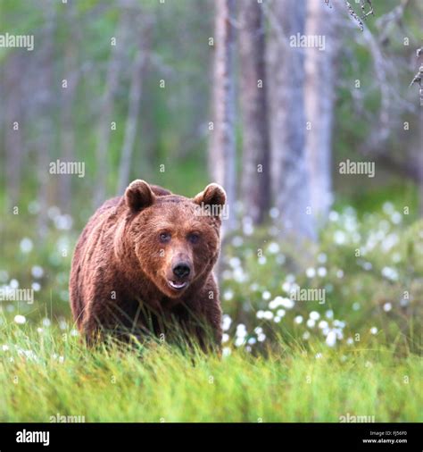 European Brown Bear Ursus Arctos Arctos Walking In A Swamp With