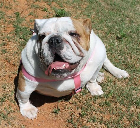 English bulldog puppy is one of the good options for every family who wants to take care of a puppy. 777777777 | Georgia English Bulldog Rescue
