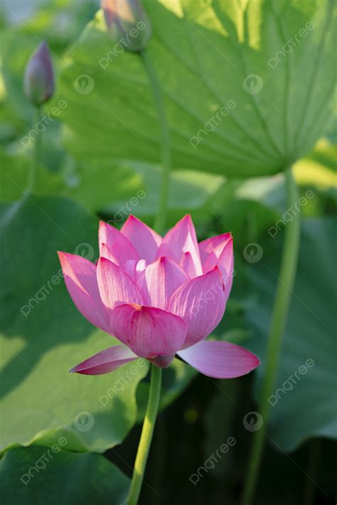 Summer Landscape Lotus Blooming Scenery Photography Map With Pictures