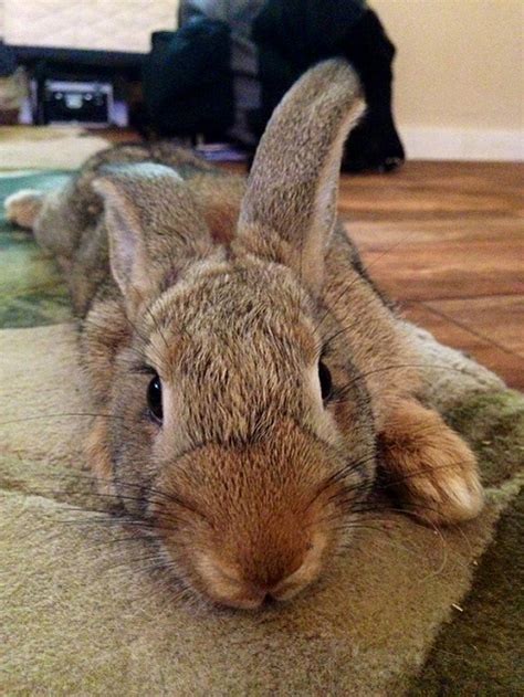 We did not find results for: Show Me a Bunny! | House Rabbit Society