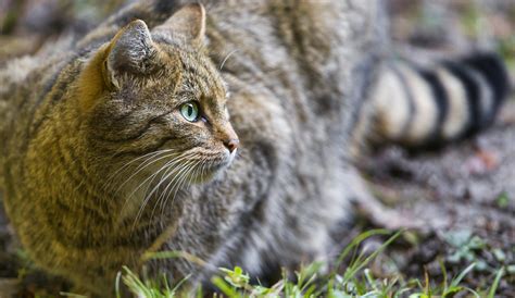 Wild Cat Profile This Is A Wild Cat Of The Wildpark Langen Flickr