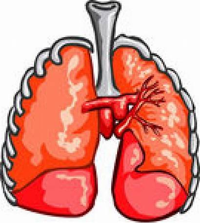 Clipart Lungs Healthy Respiratory Lung Clip Prepositions