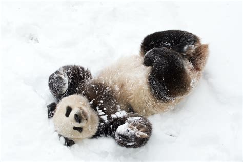 7 Most Adorable Panda Moments At The National Zoo Washingtonian