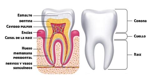 Endodoncia Precio Del Tratamiento Clínica Dental En Valencia