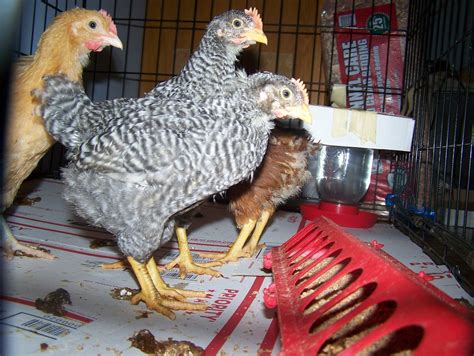 Chicks With Blood In Stool Backyard Chickens Learn How To Raise