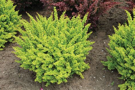 Deciduous shrubs lose their leaves. Sunsation Barberry. | Japanese barberry, Plants, Shrubs
