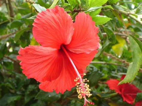 Red Hibiscus Flower Wallpapers Wallpaper Cave