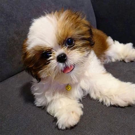 Shih Tzu Puppies To Adopt Love Photos Puppy
