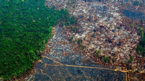 Brasil Sufre La Mayor Deforestación De La Amazonía Con Bolsonaro La