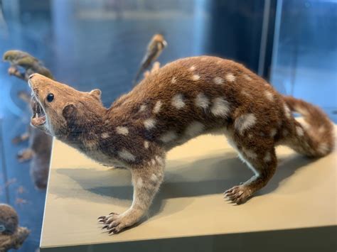 Une Discovery Its The Spotted Tailed Quoll