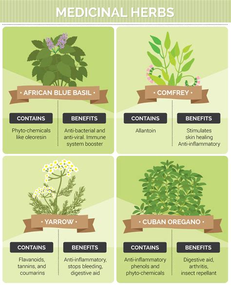 Growing Medicinal Herbs And Plants At Home My Health Maven