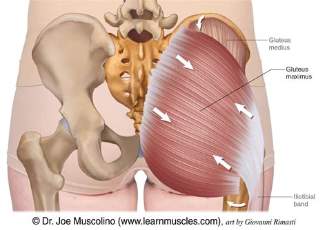 Glute Muscles Diagram