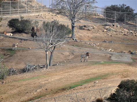 Bactrian Camel And Przewalski`s Wild Horse Exhibit In San Diego Safari Park