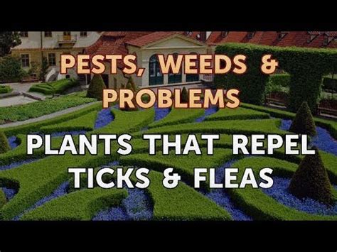 Plants That Repel Ticks & Fleas - YouTube