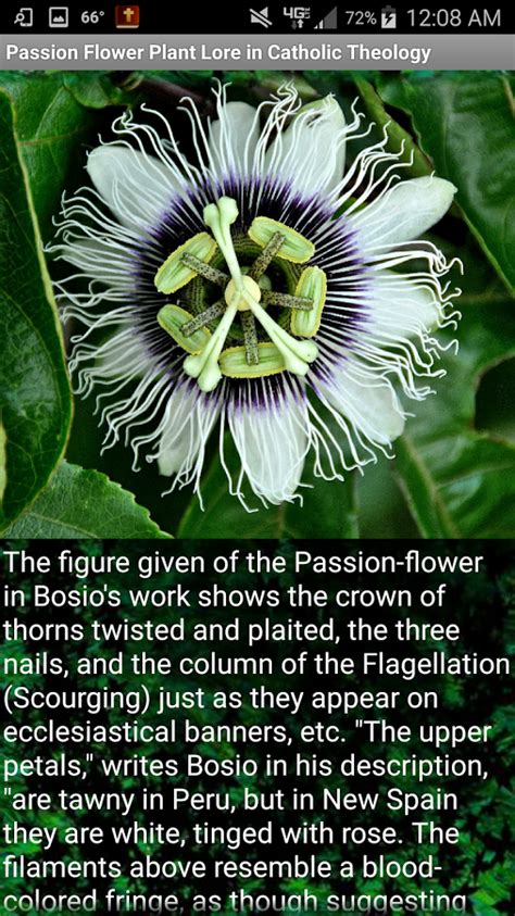 This App Contains The Lore Of The Passion Flower Or