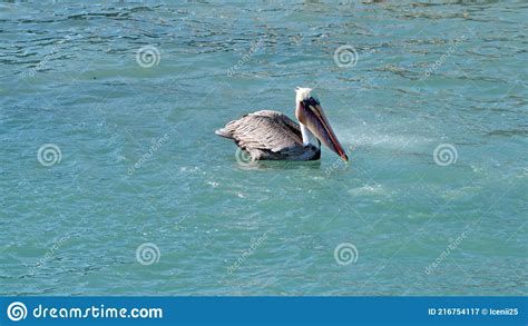 Brown Pelican Eating A Fish Stock Image Image Of America Fish 216754117