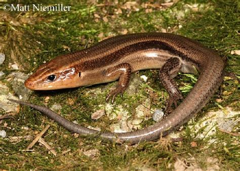 Tennessee Watchable Wildlife Common Five Lined Skink