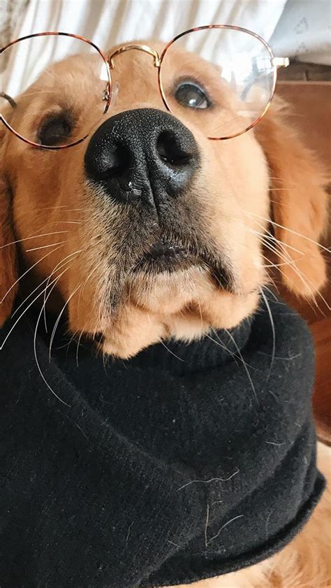 Camper Johns The Golden Retriever Wearing Glasses Baby Animals