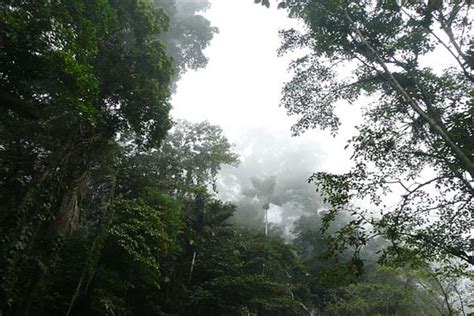 Selva Tropical Flora Fauna Características Clima Relieve Lifeder