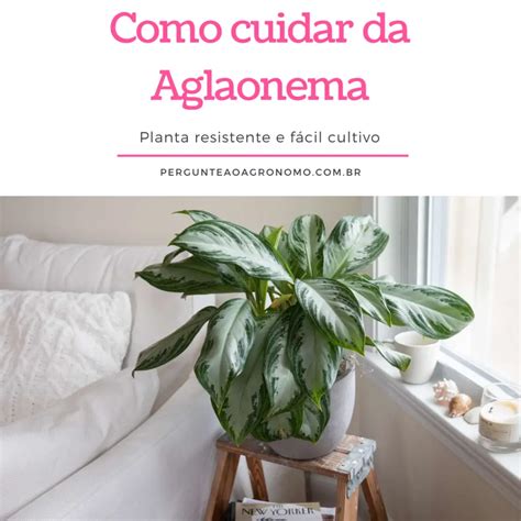 Como Cuidar Da Aglaonema Planta Resistente E Fácil Cultivo