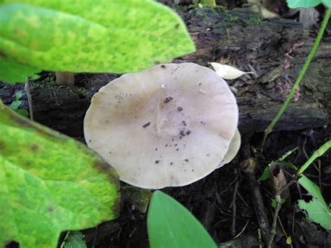 A Walk Through The Woods Northern Illinois Mushroom Hunting And