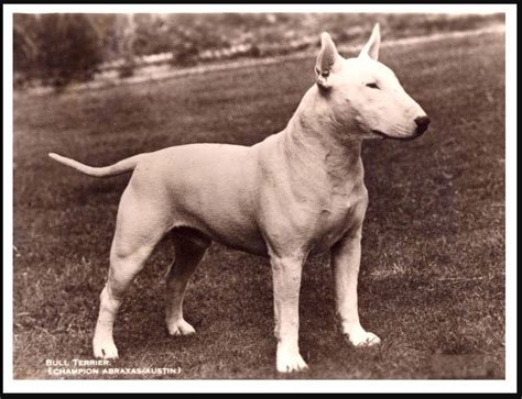 English Bull Terrier Abraxus Austin Lovely Vintage Style Dog Print