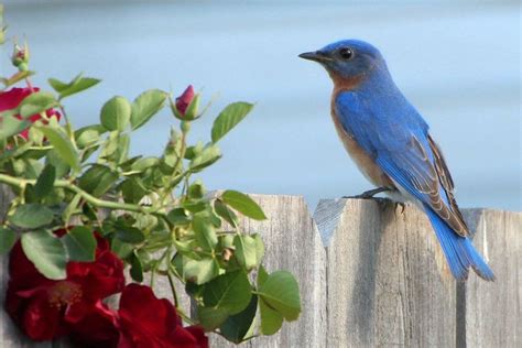 Easy Ways To Attract Bluebirds To Your Yard Wild Birds Birds
