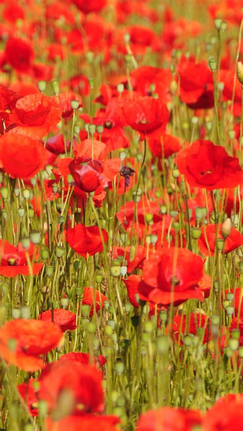 Closeup View Of Red Common Poppies Flowers Field Buds 4k Hd Flowers