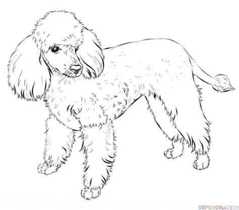 Poodle colors, poodle markings, poodle clips, poodle cuts. Free Drawn Printable Image Of Full Size Poodle, Download ...