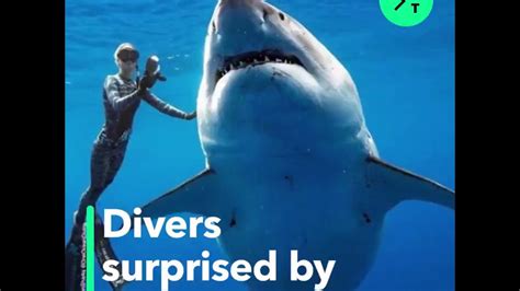 Divers Spot 20 Feet Long Great White Shark Youtube