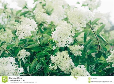 Questa pianta è un albero tropicale americano o arbusto con grappoli di fiori profumati bianchi. Arbusto Con I Fiori Bianchi Fotografia Stock - Immagine di bianco, herbal: 61291400