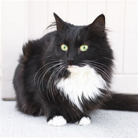 Kitt 88656 Female Domestic Medium Hair Cat In Vic Petrescue