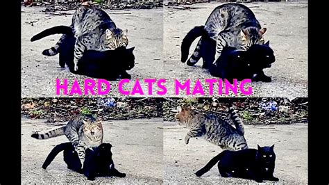 Successfully Mating Cats Hard Youtube