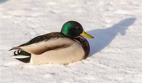 Duck On Snow Closeup Stock Photo Image Of Male Birds 88833928