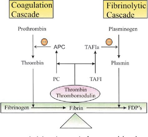 Figure 1 From Thrombin And Fibrinolysis Semantic Scholar