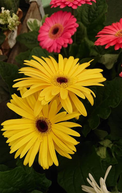 How To Grow Gerbera Jamesonii Transvaal Daisy Care Guide Ourhouseplants