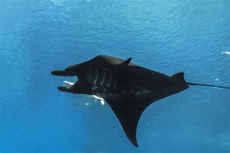 40 Years And Counting Taurus Oldest Manta Ray In The World Still