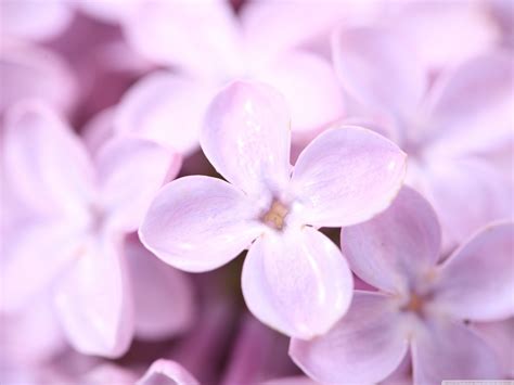 Lilac Flower Purple Photo 34733587 Fanpop