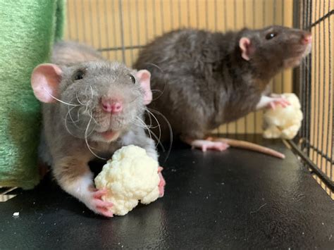 Best Friend Rats Up For Adoption In Bucks Co Doylestown Pa Patch