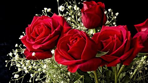 Hd wallpapers and background images. Roses Wallpaper for Desktop ·① WallpaperTag